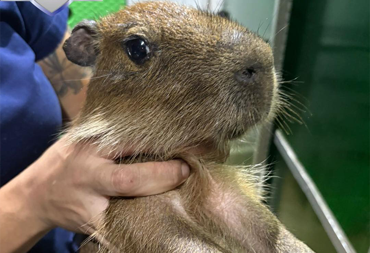 Decomisan cinco capibaras en Orotina: ¿Cómo llegaron hasta Costa Rica ...