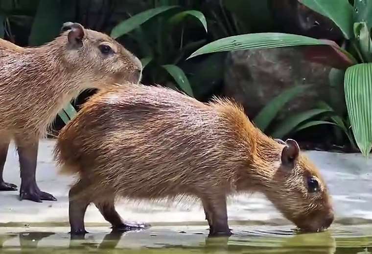 ¿Se van o se quedan? Conozca el futuro de las capibaras decomisadas en ...