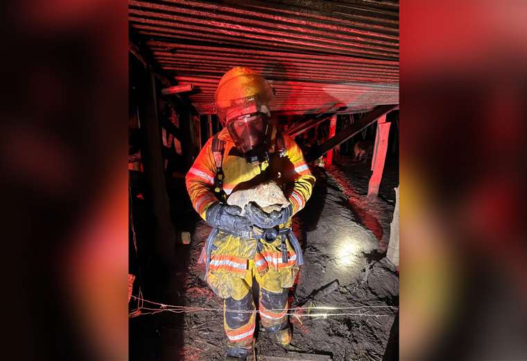 Bomberos rescataron a 22 cerditos