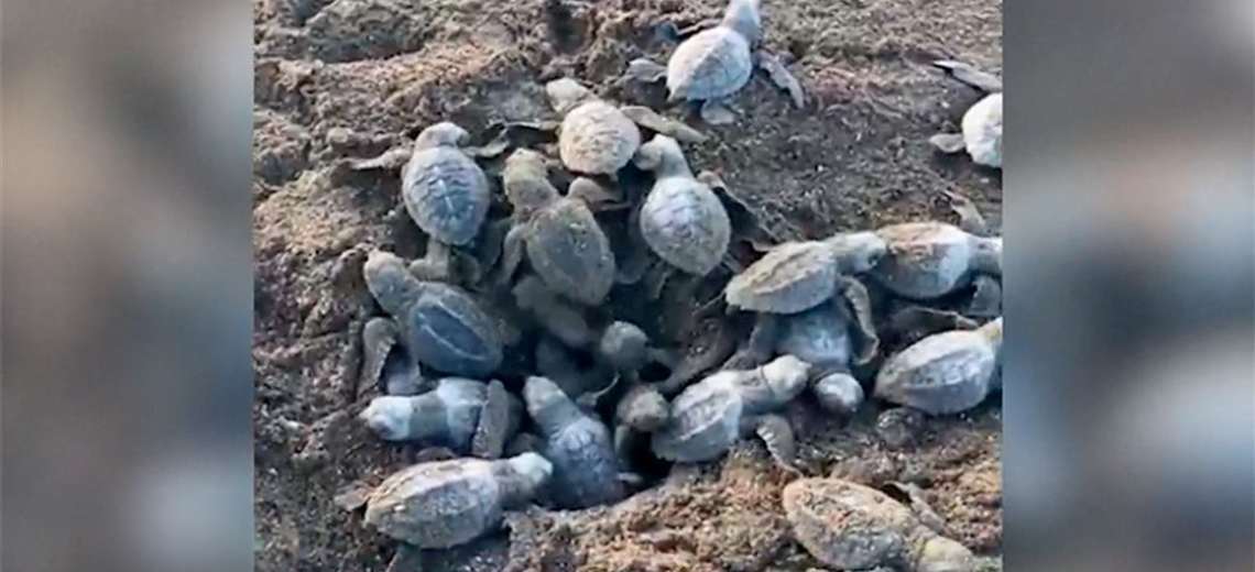 Comienzan los nacimientos de tortugas en Playa Ostional