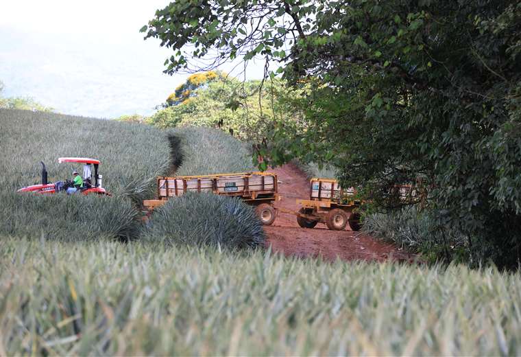 Agricultura en Costa Rica
