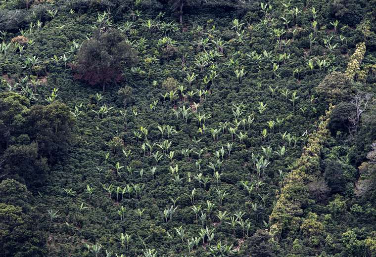 Agricultura en Costa Rica