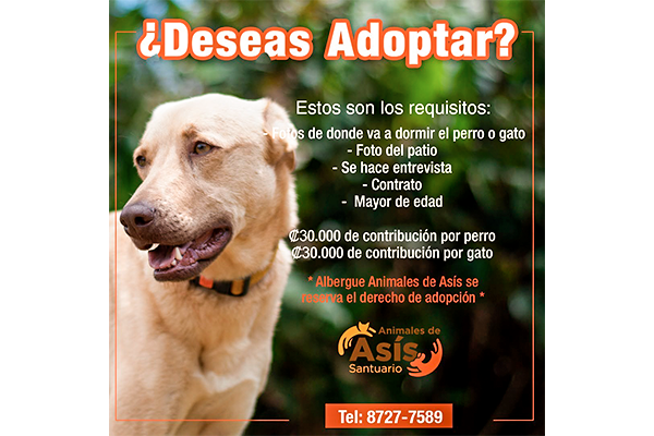 Mascoticas