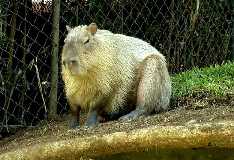 Un año después del rescate: así lucen los capibaras de Costa Rica ...