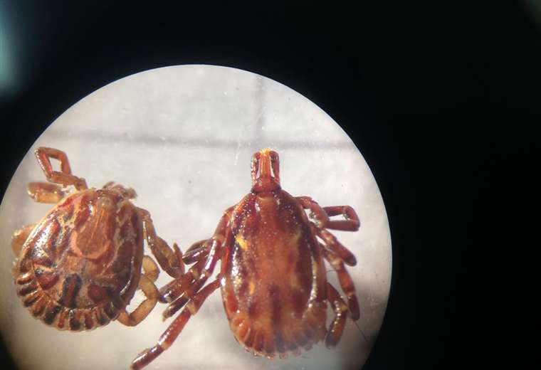 Detectan en Costa Rica virus presente en garrapatas que puede afectar a seres humanos