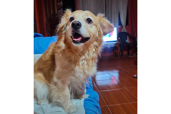 Mascoticas