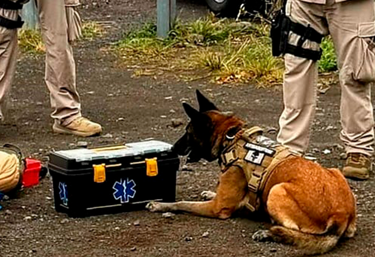 Agentes caninos de vigilancia aérea se jubilan tras años de servicio