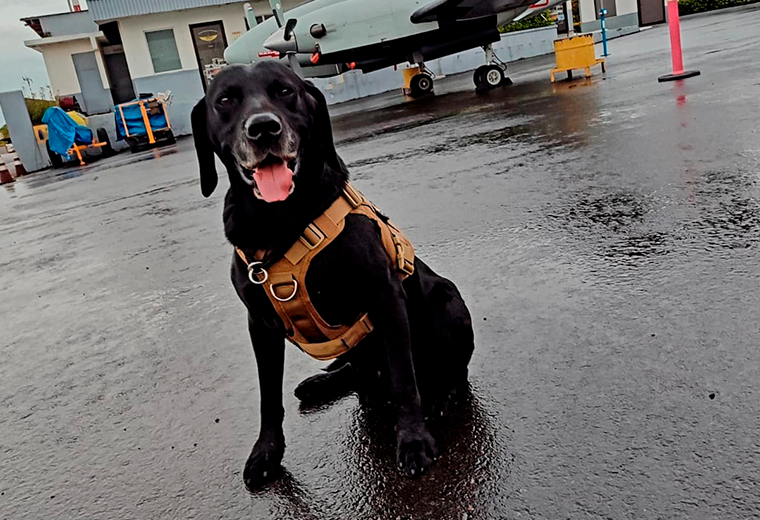 Agentes caninos de vigilancia aérea se jubilan tras años de servicio