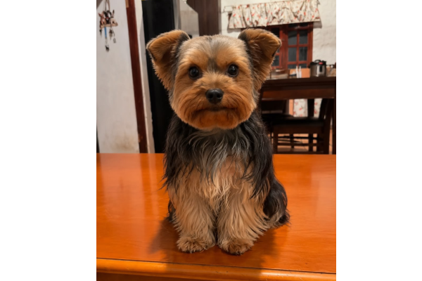 Mascoticas