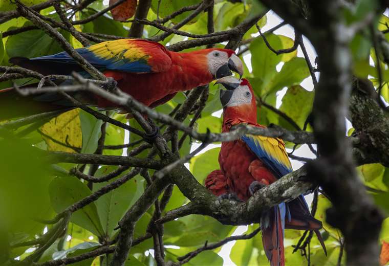 Lapas rojas en Playa Dominicial, Puntarenas