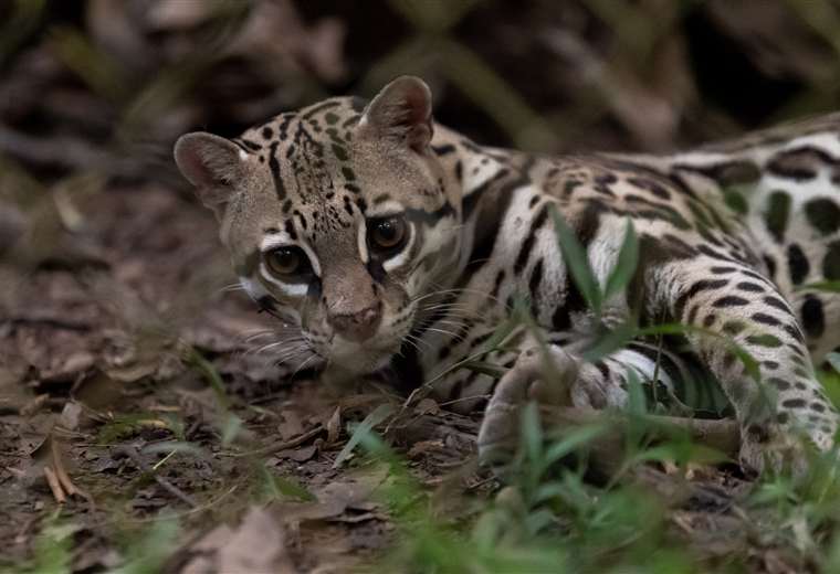 Ocelote en Refugio La Amapola, Puerto Jiménez de Puntarenas