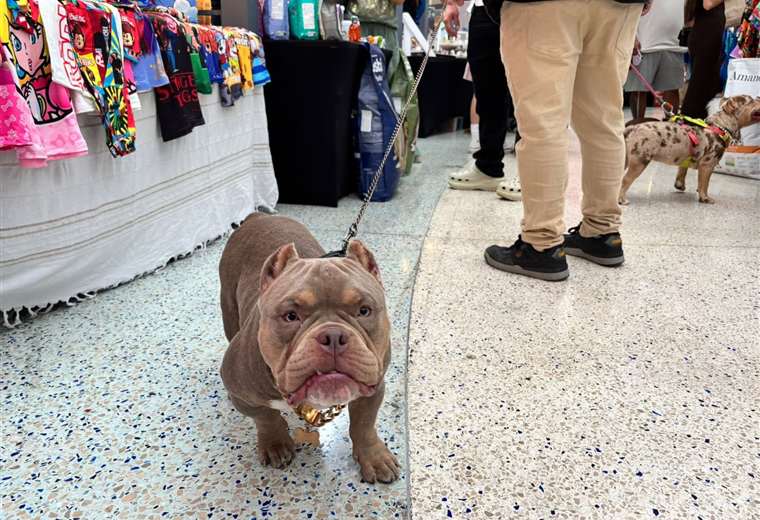 Mascotería