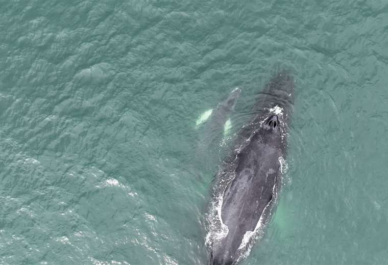El Planeta Azul regresa a Teletica con un documental sobre las ballenas jorobadas en Cos