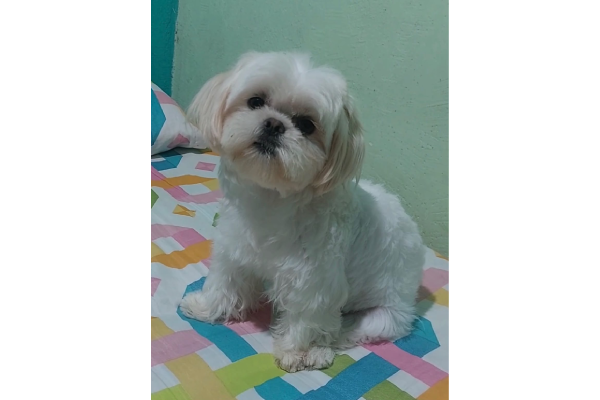 Mascoticas