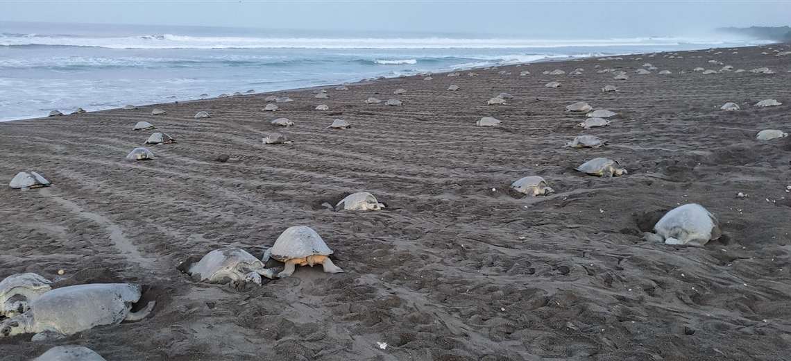 Gigantesco arribo de tortugas lora ya suma nueve días en Ostional