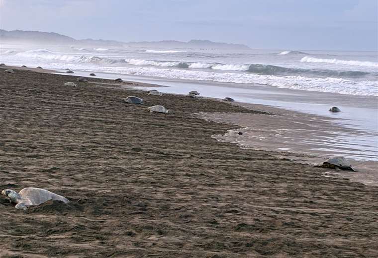 tortugas